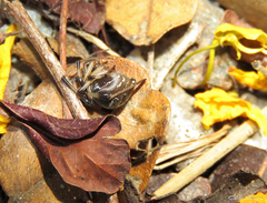 Latrodectus geometricus