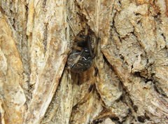 Latrodectus geometricus