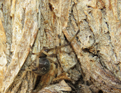 Latrodectus geometricus