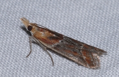 Ancylosis cinnamomella