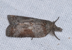 Nycteola asiatica