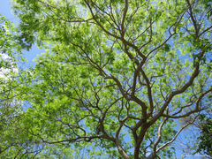 Enterolobium timbouva