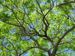 Enterolobium timbouva