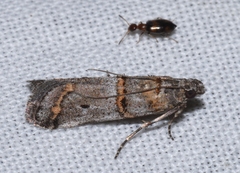 Pempelia compositella