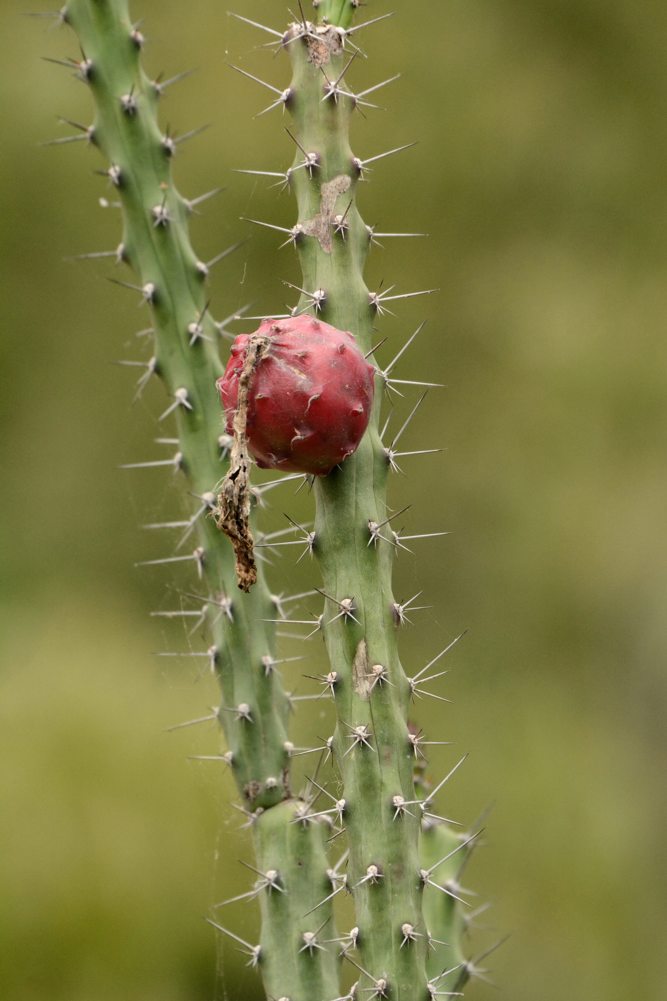 Harrisia adscendens