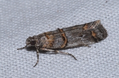 Pempelia compositella