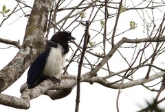 Cyanocorax cristatellus
