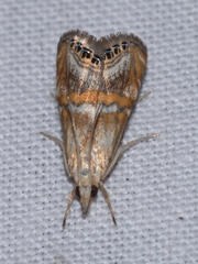 Euchromius bella