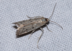 Homoeosoma nebulella