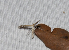 Stangeia siceliota