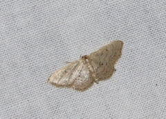 Idaea obsoletaria