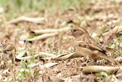 Passer domesticus