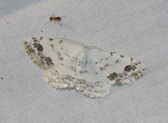 Scopula decorata