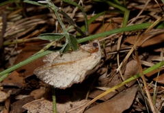 Phyllodesma suberifolia