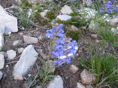 Penstemon