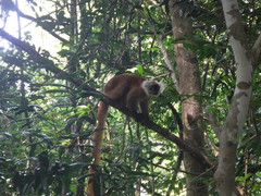 Eulemur macaco
