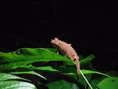 Brookesia stumpffi