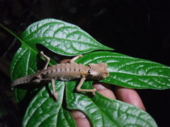 Brookesia stumpffi