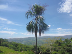 Sabal mauritiiformis