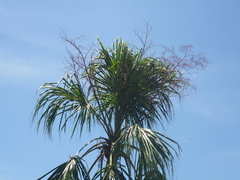 Sabal mauritiiformis