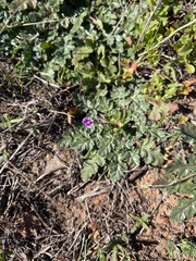 Erodium brachycarpum