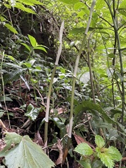 Polygonatum arisanense