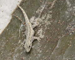Lygodactylus klugei