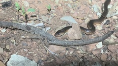 Cryptophis pallidiceps
