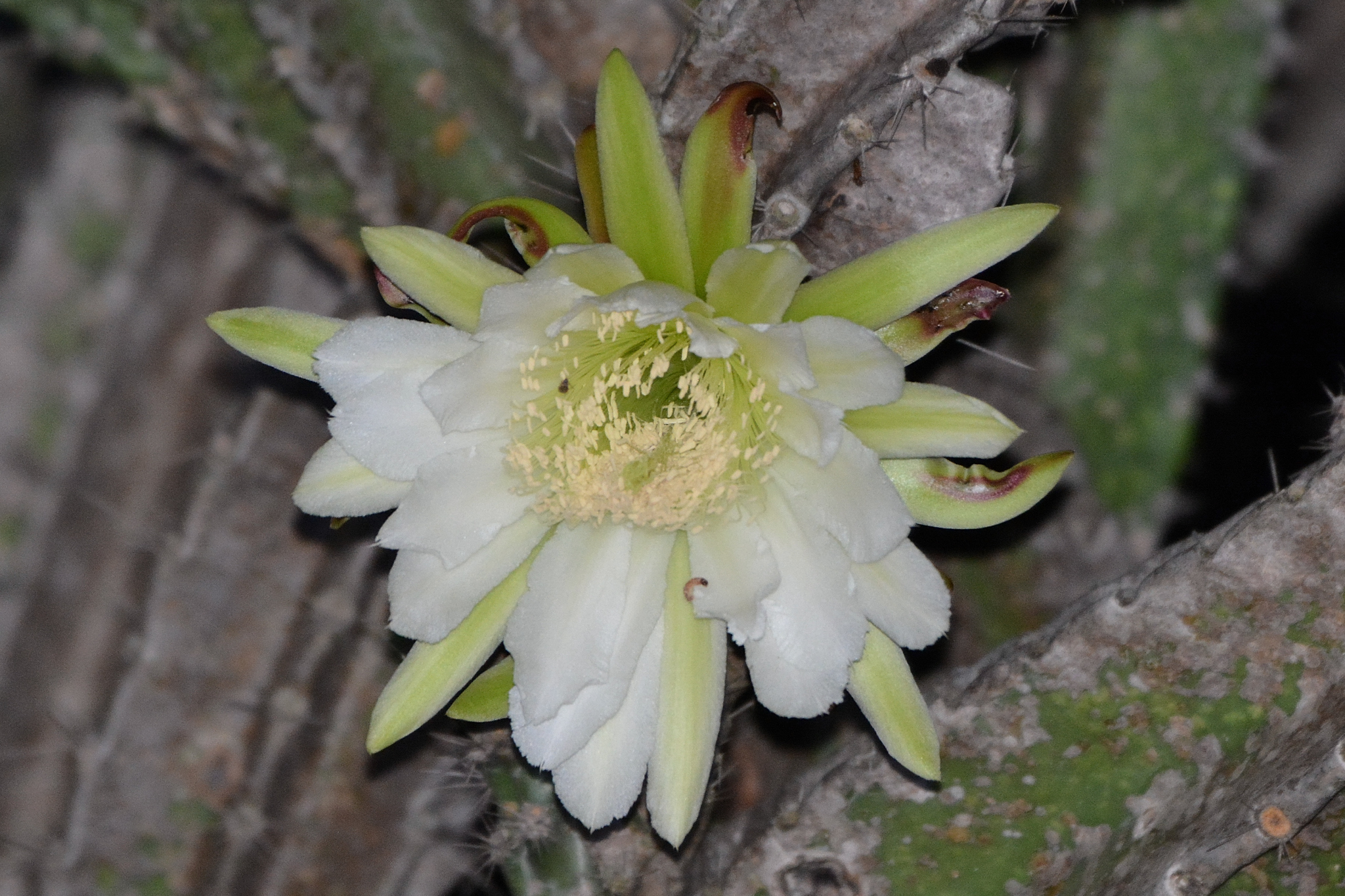 Cereus jamacaru