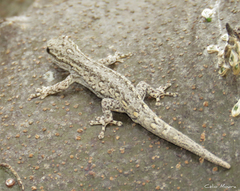 Lygodactylus klugei