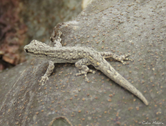 Lygodactylus klugei
