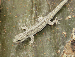 Lygodactylus klugei