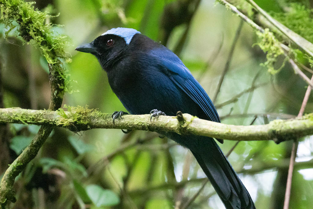 Azure-hooded Jay photo