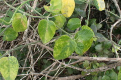 Cynanchum obtusifolium