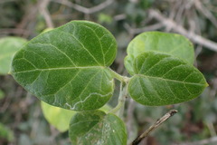 Cynanchum obtusifolium