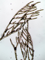 Cladophora glomerata