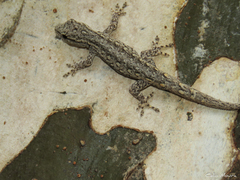 Lygodactylus klugei