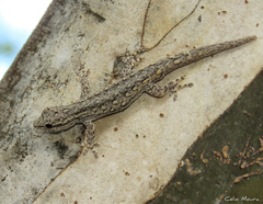 Lygodactylus klugei
