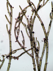 Cladophora glomerata