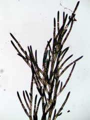 Cladophora glomerata