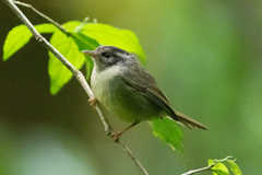 Basileuterus melanotis