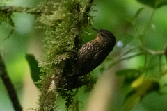 Premnoplex brunnescens