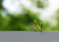 Photiomantis planicephala