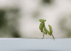 Photiomantis planicephala