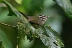 Basileuterus melanotis