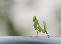 Photiomantis planicephala