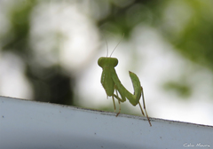 Photiomantis planicephala