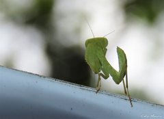 Photiomantis planicephala