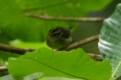 Basileuterus melanotis