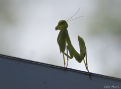 Photiomantis planicephala